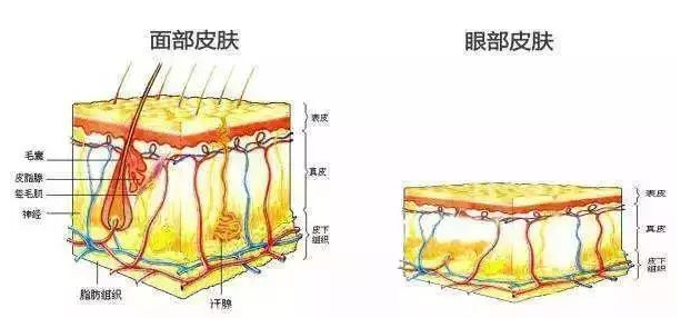 规范使用IPL强脉冲光干眼治疗仪