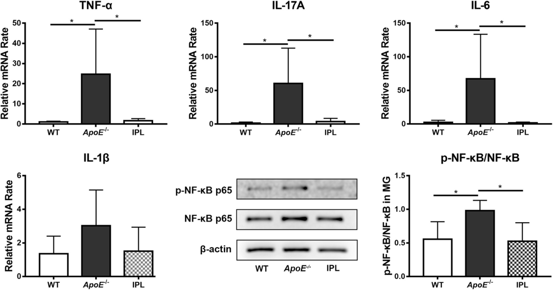 强脉冲光降低促炎细胞因子水平和下调NF-κB信号通路