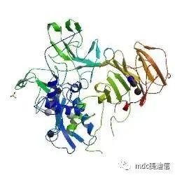 基质金属蛋白酶（MMP-9）
