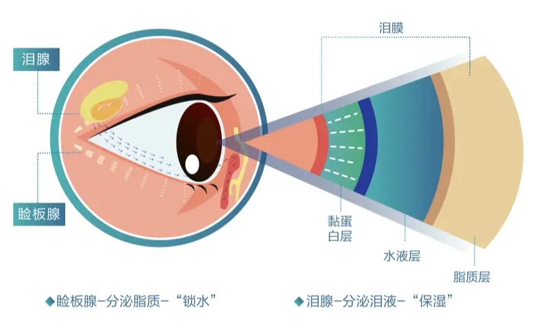 眼表泪膜结构